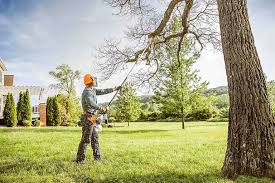 How Our Tree Care Process Works  in  Delmar, DE