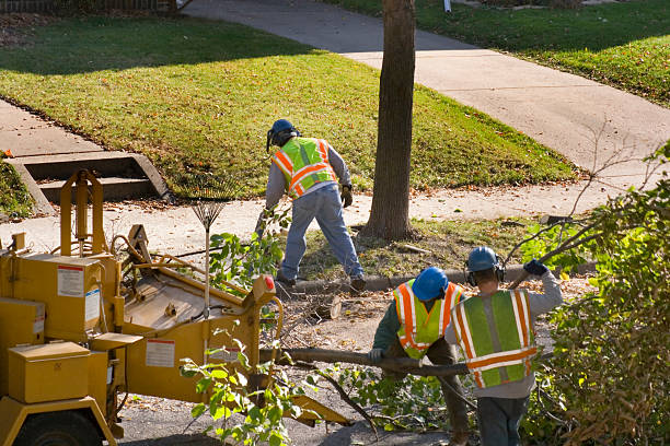 Professional Tree Removal in Delmar, DE